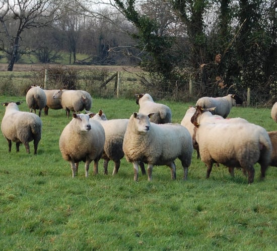 Why sheep farmers should have a closing plan in place now