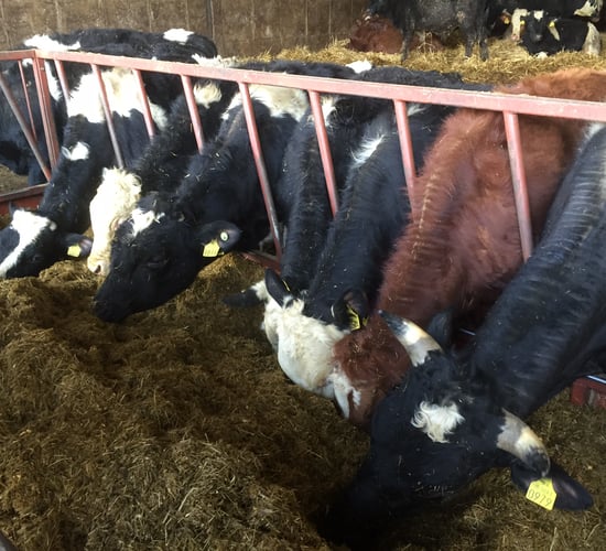 Pics: Beef price drop knocks €120 off the value of Friesian bulls on Meath farm