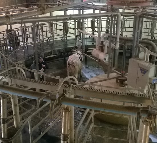 Firefighters rescue cow trapped in rotary milker