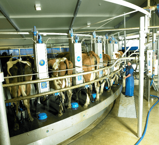Fonterra cuts its forecast milk price to less than 18c/L