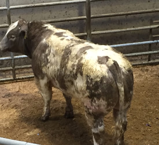 Extra French cattle dampens the demand for Irish stock in Italy