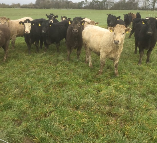 Net margin increases by €100/ha for every extra tonne of grass used - Teagasc