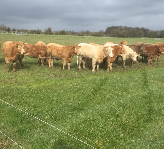 'Early grazing is important in beef herds, but it's not for the faint hearted'