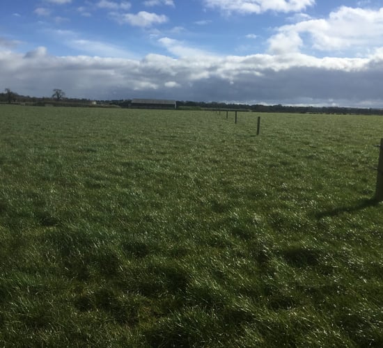 Spring Nitrogen is essential for grass growth on beef farms - Teagasc