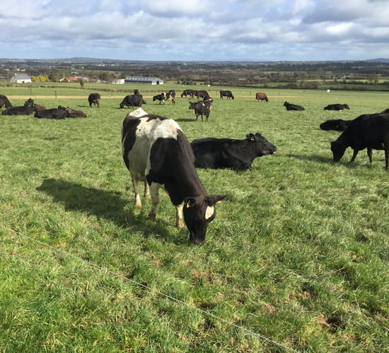 Dairy farmers - have you 66% of your farm grazed?
