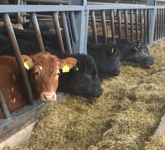 'Organic beef sells for a 25% premium, but it's not suitable for all farms'
