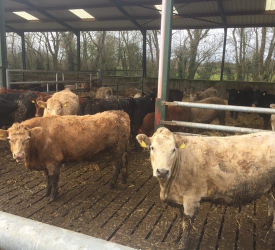 Beef price ball remains firmly in factories court