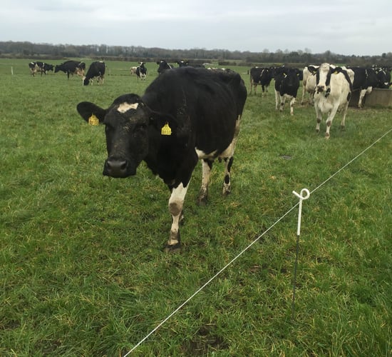 'Innovative changes needed in NI dairy industry'
