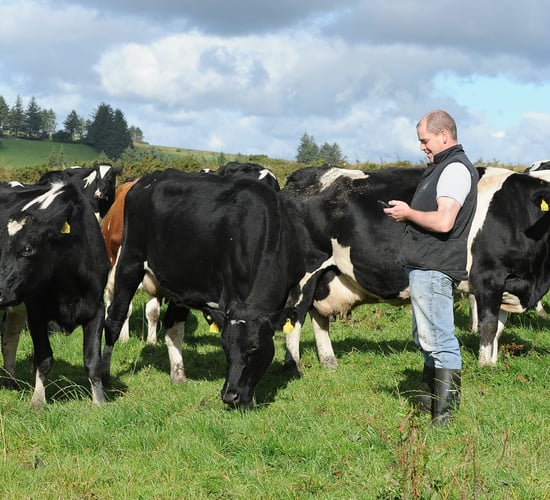 Herdwatch users cut calving intervals by 26 days, increasing production