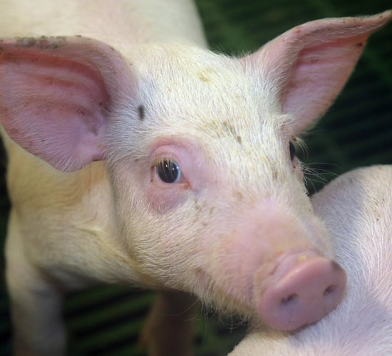 Vegan advert on pigs banned for being 'misleading' in the UK