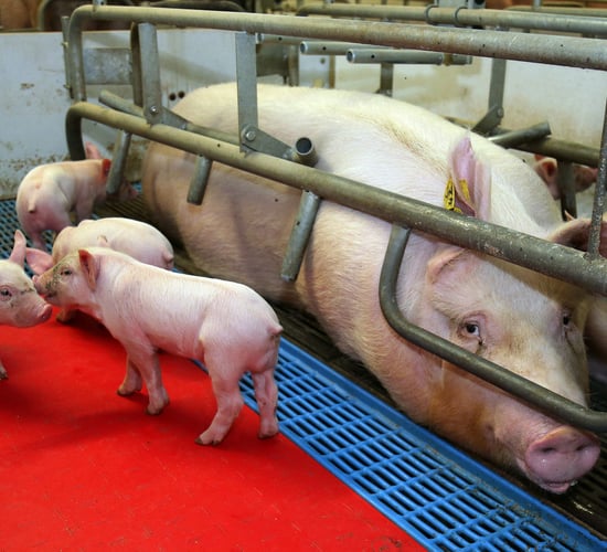 National sow herd has fallen by 5% new figures from the CSO show