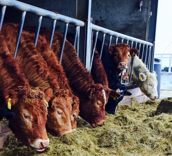Factories label ICOS marts comments on beef specs as 'disingenuous'