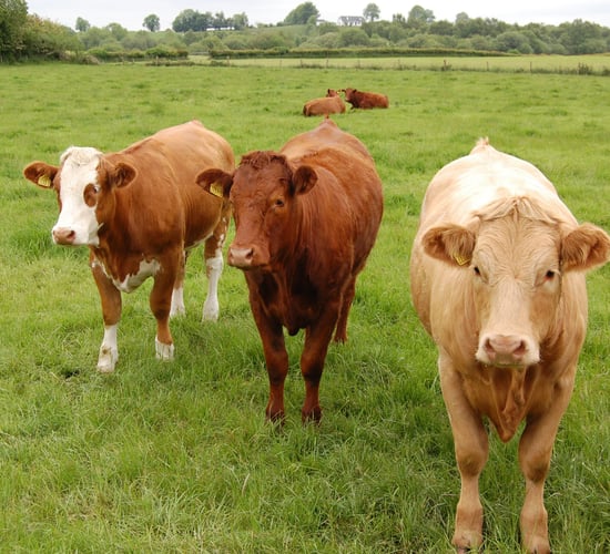 ICMSA: Factories must explain 'farcical price cuts for prime cattle'