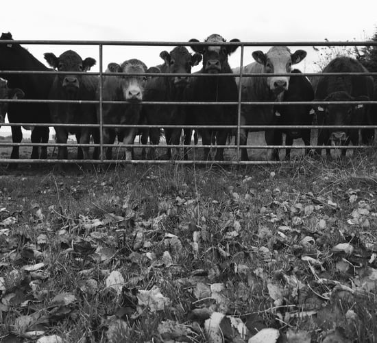 Suspended jail sentence and €3,000 fine handed down to cattle rustler
