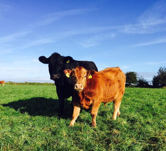 Environmental Farming Scheme in the North due to open next month
