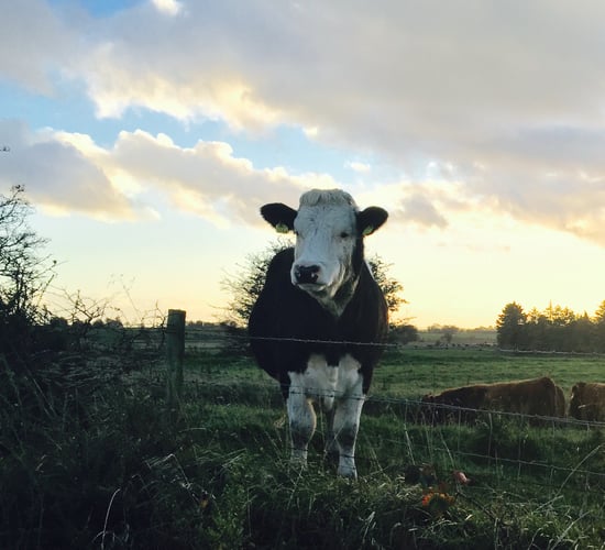 Farm partnerships eligibity for disadvantage payments clarified