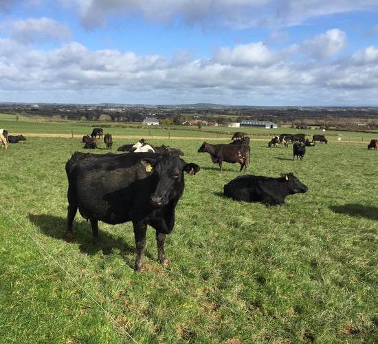 Grass advice: Nearing the end of the green stuff