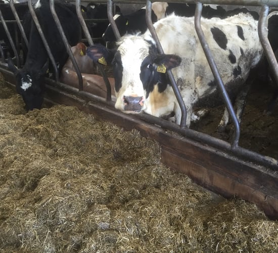 Difficult conditions could push grazing back 7-10 days - Teagasc