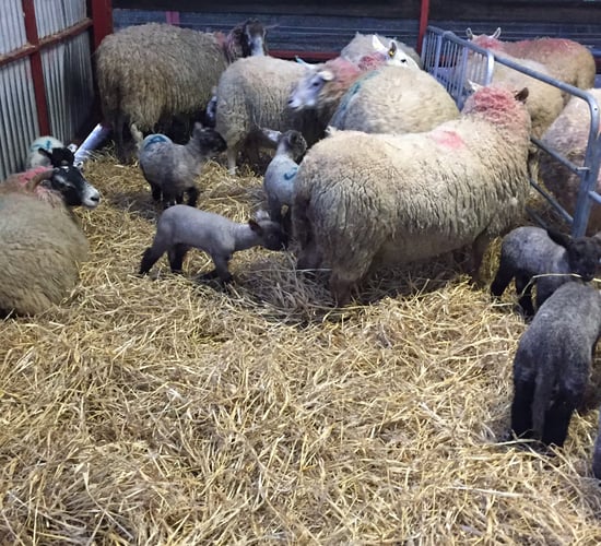 'Disappointing' scanning results for early lambing flocks