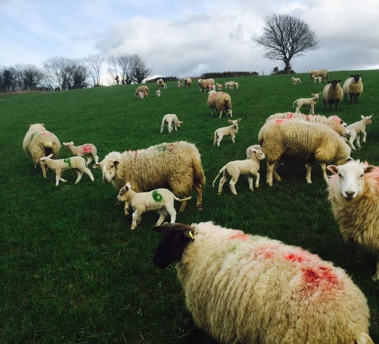 Toxoplasmosis the number one cause of abortions on sheep farms - Teagasc