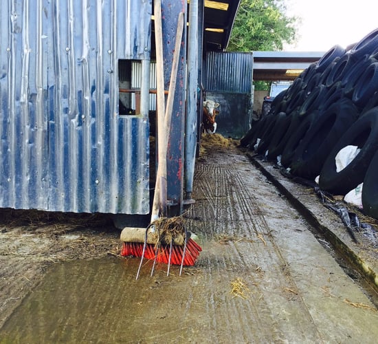 'Any form of herd TB categorisation will become a compensation matter'