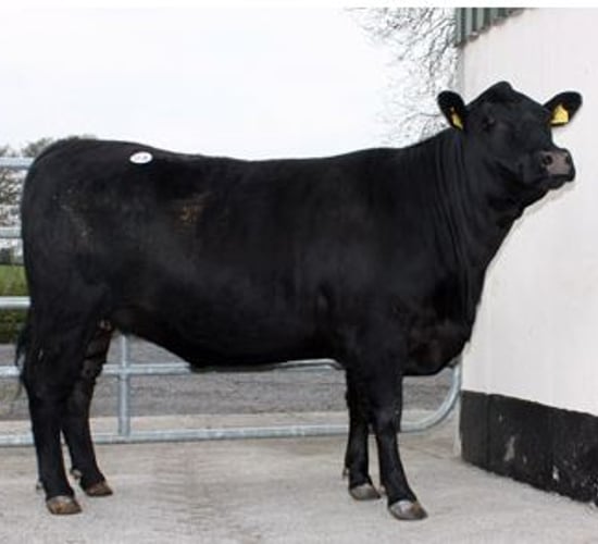 Fancy a bit of Michael O'Leary's Gigginstown herd?