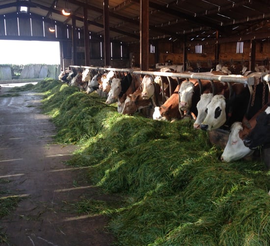Bring a bit of German efficiency to your dairy herd