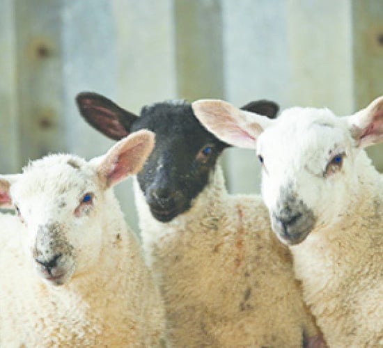 Morrisons becomes second supermarket to commit to ‘British-only’ lamb