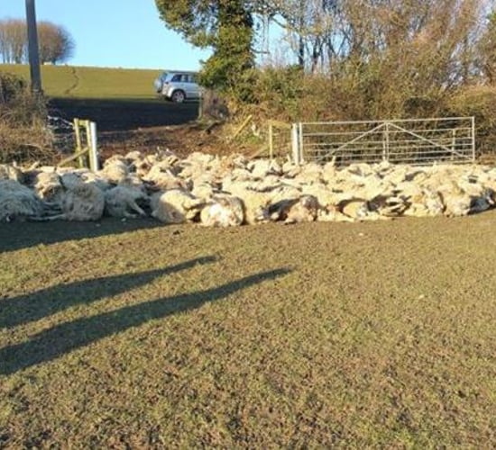 Over 100 sheep killed in the UK's worst sheep attack ever