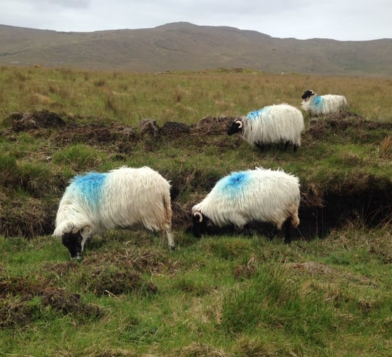 Autumn GLAS payments could exclude commonage farmers -INHFA