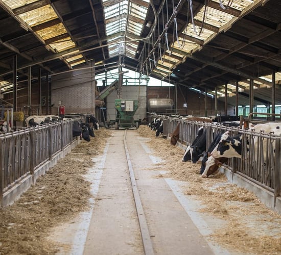 Supply management for milk offers 'no solution' to dairy crisis, says expert