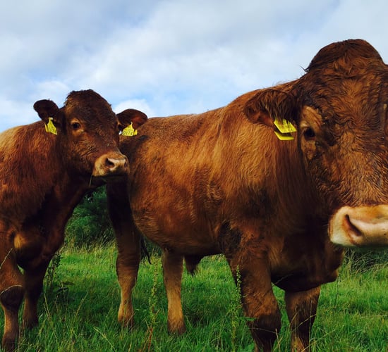 A cold and wet Easter weekend in store - Met Eireann