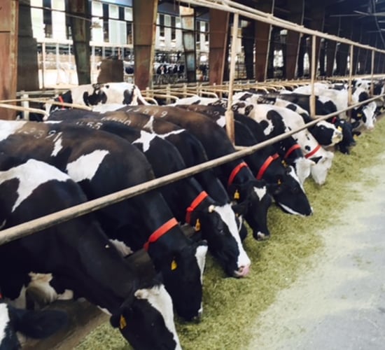 Pics: Behind the scenes at one of Iran's largest dairy farms