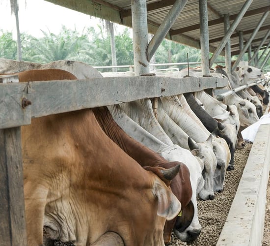 Rabobank: South American beef producers prioritise exports