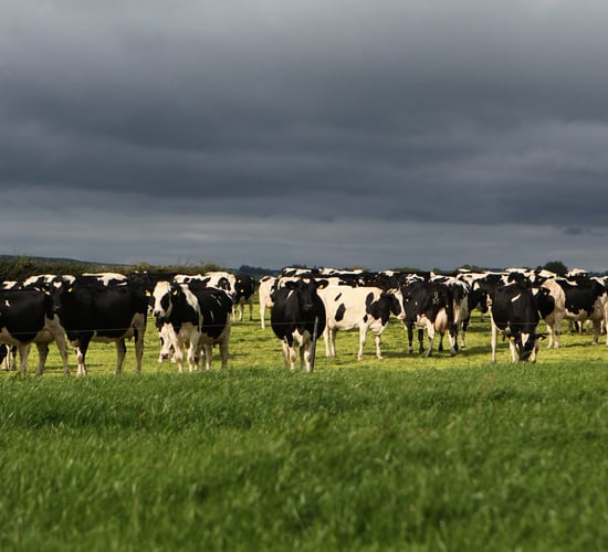 Aurivo increases September milk price