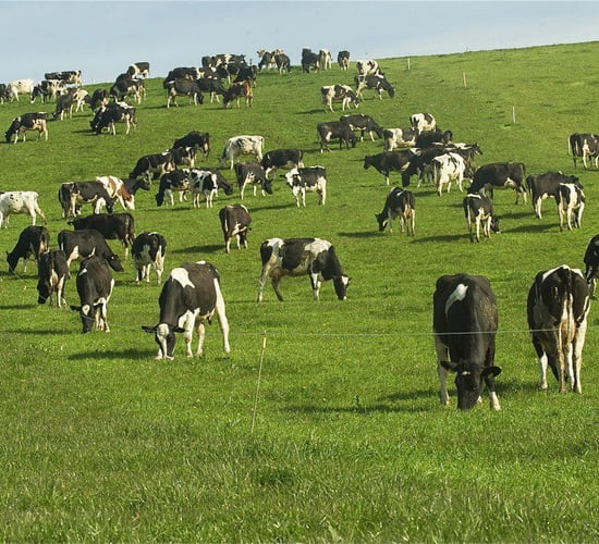 Ireland &amp; NZ breeding for low emission animals - what's possible?