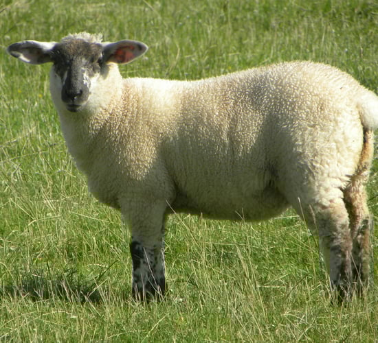 5 things that could make your sheep farm susceptible to maggots