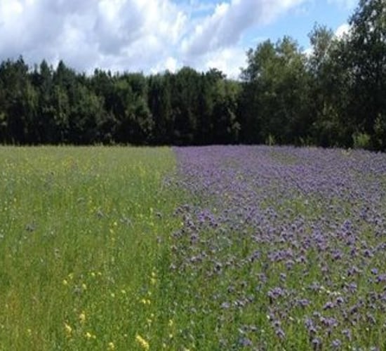 Deadline for sowing of wild bird cover for GLAS extended to mid-June