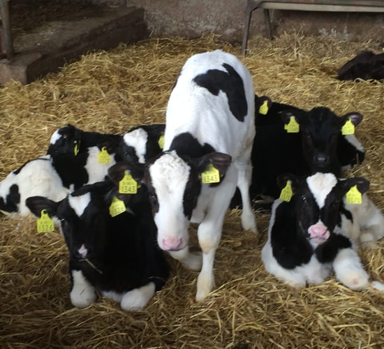 35,000 calves expected to travel to the continent on replacement ferry