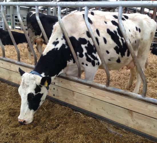 New TB compensation rates for dairy cows increase to €55/cow/month