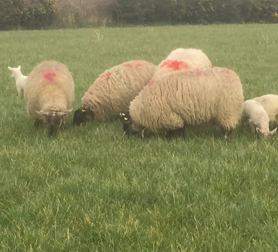 Weaker Sterling likely to impact on Irish lamb price on main markets