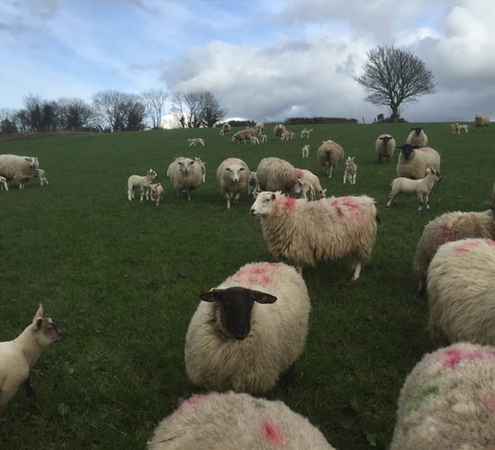 Reduce drystock farm costs by increasing the number of grazings - Teagasc