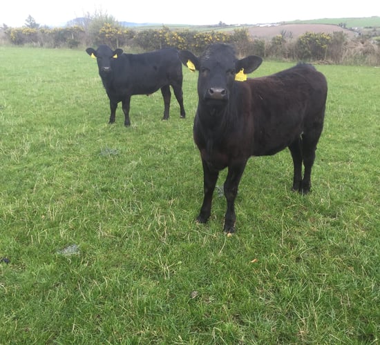 Ireland remains in eighth position on EU heifer price table