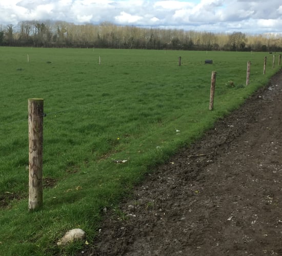 'Paddocks are too small on many Irish dairy farms'