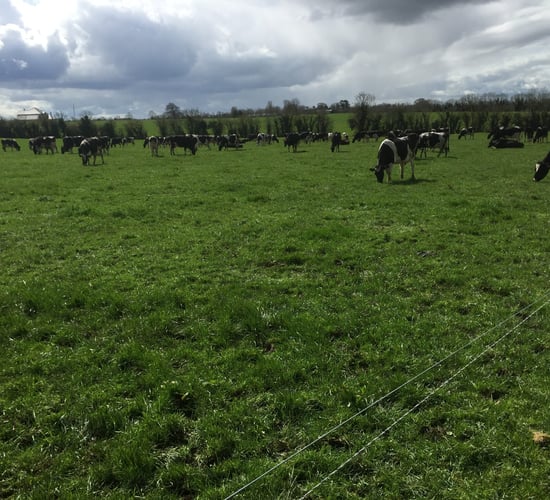How one farmer plans to increase dairy cows numbers by 33% in 5 years with no extra land