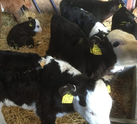 'Creed needs to clearly outline the new tag supply arrangements'