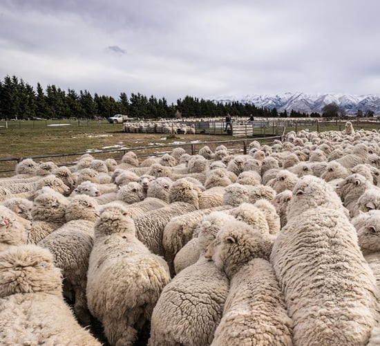 30% fall in New Zealand sheep numbers in the past decade