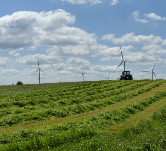 'Livestock perfectly happy and safe around wind turbines' - IWEA
