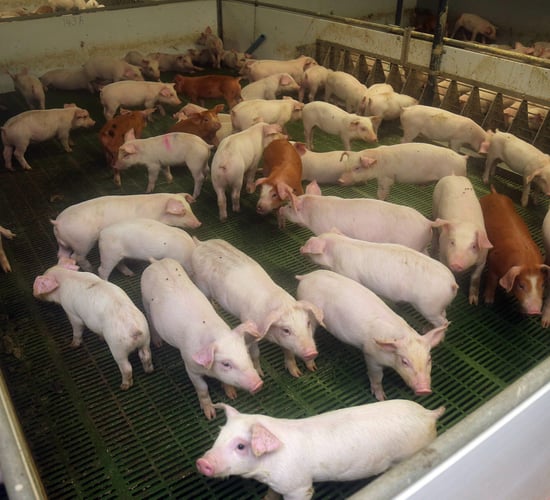 High supply and slowing imports leaves pork prices under pressure - Rabobank
