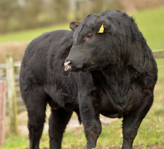 The 5 Ts to check on your bull before the breeding season